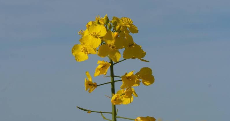  Blühendes Rapsfeld (brassica) napus, Normandie in Frankreich *** Blühendes Rape field Brassica napus, Normandy in France Copyright: imageBROKER/LaczxGerard ibxlag09735308.jpg