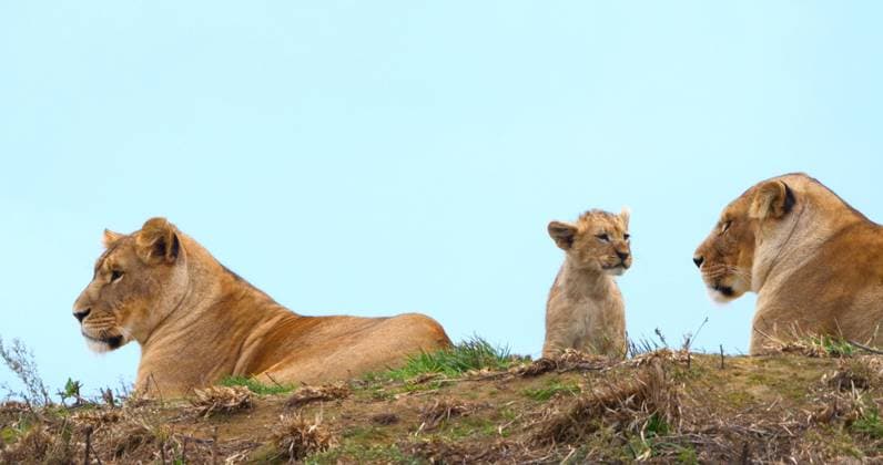  Afrikanischer Löwe (panthera leo), Mutter und Jungtier *** African Leo Panthera Leo , Mother and Kitten Copyright: imageBROKER/LaczxGerard ibxlag09735506.jpg