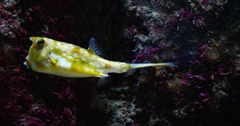Creative Highlights World Langhornkofferfisch (lactoria cornuta), schwimmend ausgewachsen *** Langhornkofferfisch Lactoria cornuta , floating full-blown Copyright: imageBROKER/LaczxGerard ibxlag09735710.jpg