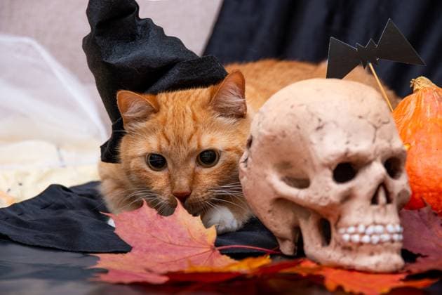red cat in a black hat and skull on a auturm leaves on a black background , 40603372.jpg, cat, ginger cat, ginger, red, cat in the hat, hat, black, halloween, holiday, party, pumpkin, pumpkins, orange, big, small, green, skull, black background, branch, leaves, maple, yellow, autumn, seasonal, fear, horror, bats, ghosts, ghost, pumpkin with a face, trick or treat, head, jack, celebration, halloween party, evil, october, 31st, fun, fabric, bright, contrast, front view, still life, vegetables, happy RECORD DATE NOT STATED