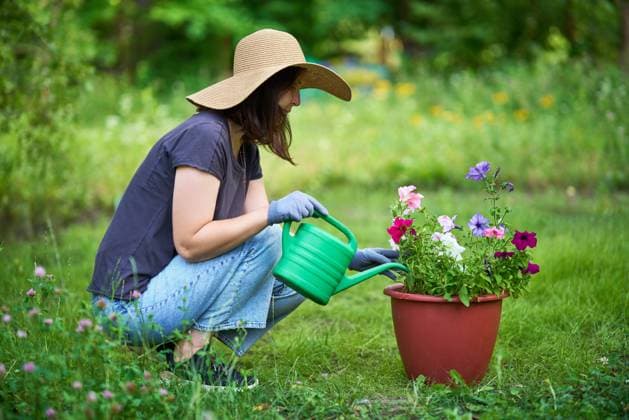 Woman gardening. Female watering flowers in her backyard on summer day. Woman gardening. Female watering flowers in her backyard on summer day. Floriculture. Flower care ,model released, Symbolfoto Copyright: xZoonar.com ViktorxGladkovx 20561631 ,model released, Symbolfoto ,property released