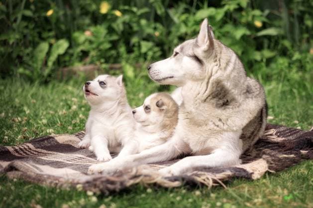 Siberian Husky family dog and puppies Siberian Husky family, mother dog and puppies lying down in the grass Copyright: xZoonar.com NataliyaxNazarovax 20559645
