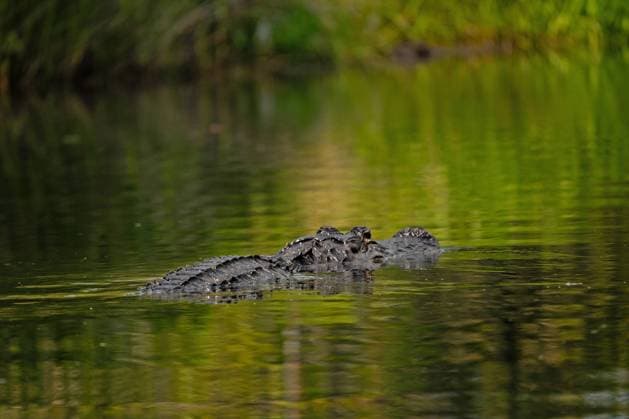 schwimmender Alligator im Okefenokee National Wildlife Refuge in Georgia schwimmender Alligator im Okefenokee National Wildlife Refuge in Georgia Copyright: xZoonar.com DianaxLiessx 20502367