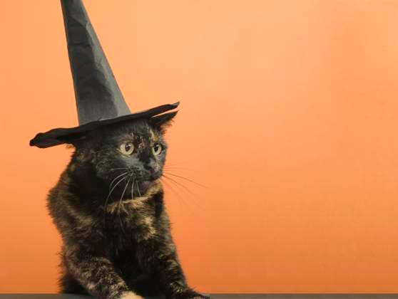 Funny black multi-colored cat in a black hat on the theme of a witch for Halloween on an orange background a place for the text , 40931222.jpg, witch, background, hat, Orange, halloween, portrait, friend, feline, costume, adorable, animal, funny, cute, awe, pet, fluffy, tail, witchy, tan, pets, calico, companion, dress up, meow, pet adoption, card, autumn, art, cartoon, stylish, spooky, party, decoration, wool, witches, whiskered, stares, stare, soft, happy, celebration, star, design, symbol, sweet, pussycat, october, magical, magic, lovely RECORD DATE NOT STATED