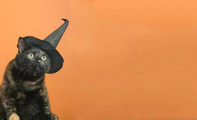 Funny black multi-colored cat in a black hat on the theme of a witch for Halloween on an orange background a place for the text , 40931534.jpg, witch, background, hat, Orange, halloween, portrait, friend, feline, costume, adorable, animal, funny, cute, awe, pet, fluffy, tail, witchy, tan, pets, calico, companion, dress up, meow, pet adoption, card, autumn, art, cartoon, stylish, spooky, party, decoration, wool, witches, whiskered, stares, stare, soft, happy, celebration, star, design, symbol, sweet, pussycat, october, magical, magic, lovely RECORD DATE NOT STATED