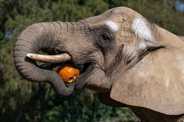 African bush elephant (Loxodonta africana) enjoys a pumpkin prepared by breeders within the Ghost Week at the Dvur Kralove Zoo, in Dvur Kralove nad Labem, Czech Republic, on October 21, 2023. The Ghost Week was inspired by a Halloween tradition. (CTKxPhoto DavidxTanecek) CTKPhotoP2023102103388  CTKPhotoP2023102103388