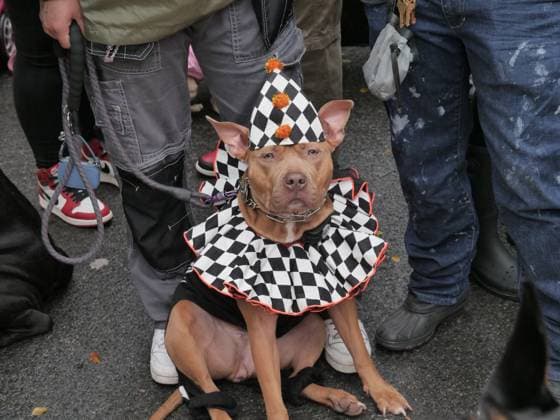 Entertainment Themen der Woche KW42 Entertainment Bilder des Tages October 21, 2023, New York, New York, US: It was dog day afternoon at the Tompkins Square Halloween Dog Parade in NYC. Dogs by the hundreds paraded down Avenue B strutting their stuff with a canine costume competition later in the park itself. The annual three decades old community event almost didnt happen due to rising permit costs and other expenses but at the last minute it all came together with the help of dog wellness company Get Joy and their corporate sponsorship. Smiles and wagging tales all around. New York US - ZUMAh156 20231021_znp_h156_002 Copyright: xMiloxHessx