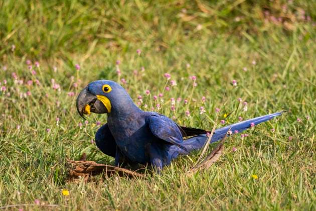 Creative Highlights World Hyacinth Macaw looking for food on the ground in the Pantanal Miranda, State of Mato Grosso do Sul, Brazil R_GNUJ231021C-1269733-01