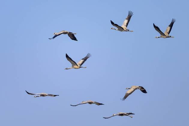 A group of Common Cranes flying blue sky, sunny day in springtime in Camargue (France) Arles France