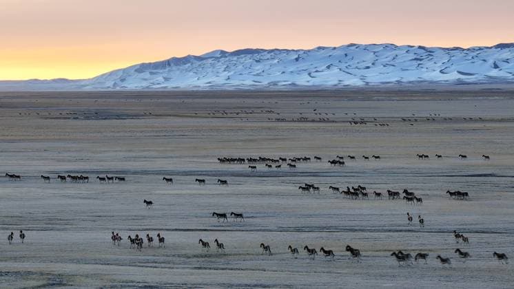 Creative Highlights World (231023) -- RUOQIANG, Oct. 23, 2023 -- This aerial photo taken on Oct. 17, 2023 shows Tibetan wild donkeys at the Altun Mountains National Nature Reserve in northwest China s Xinjiang Uygur Autonomous Region. With an average altitude of 4,580 meters, the Altun Mountains National Nature Reserve covers a total area of 45,000 square kilometers. The reserve is a representative of plateau desert ecosystem in China and is home to a wide variety of rare animals. ) CHINA-XINJIANG-ALTUN MOUNTAINS-NATURE RESERVE-SCENERY (CN) LixXiang 