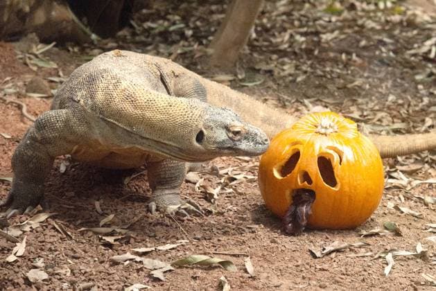 Entertainment Themen der Woche KW43 ZSL London Zoo Halloween in London, UK - 23 Oct 2023 A Komodo Dragon celebrates Halloween early with pumpkin treats at ZSL London Zoo in London. London United Kingdom Copyright: xJamesxWarrenx xSOPAxImagesx SOPA_London_Zoo_Halloween_023