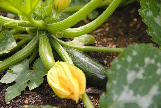 IMAGO Creative: Garten, Anbau im Hochbeet Zucchini wächst im Hochbeet vom Gemüsegarten - Nahaufnahme Zucchini wächst im Hochbeet vom Gemüsegarten - Nahaufnahme Blüte und kleine Frucht Copyright: xZoonar.com AlfredxHoferx 20605197