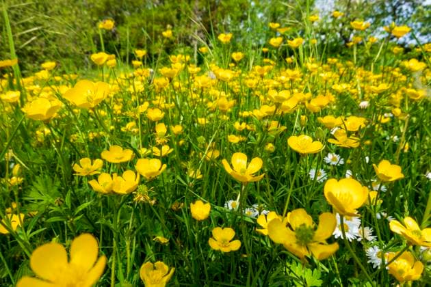 Buttercups blooming in springtime meadow, NDF01561