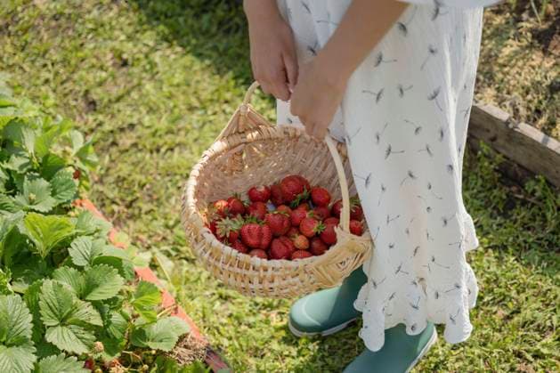 IMAGO Creative: Sommer, Sommertage im Garten Girl holding strawberry basket in garden model released, Symbolfoto, LESF00333