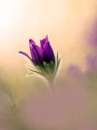 Head of blooming pasqueflower (Pulsatilla vulgaris), Zimmerholz Baden-Württemberg Deutschland BSTF00232