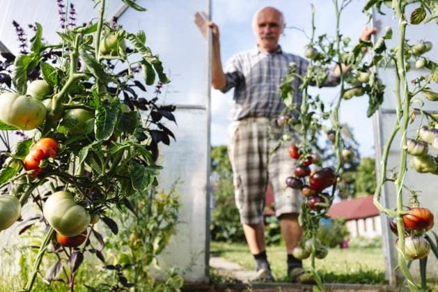 IMAGO Creative: Garten, Anbau im Gewächshaus Senior man growing tomatoes in greenhouse model released, Symbolfoto, EYAF02841
