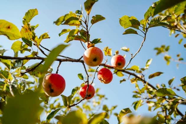 Red apples grown on tree under sky, MDOF01548