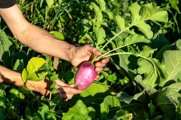 IMAGO Creative, Sommer, Food, Radieschen Hands of woman holding freshly harvested beet model released, Symbolfoto, NDF01597
