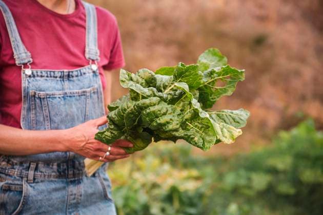 Woman wearing bib overalls holding bunch of chards in orchard model released, Symbolfoto, PCLF00798