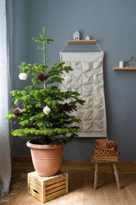 Decorated potted Christmas tree on wooden crate with gifts and advent calendar at home property released, SVKF01606