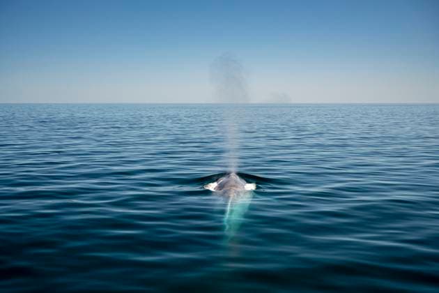 Mexico, Baja California, Blue whale (Balaenoptera Musculus) breaching in Sea Of Cortes, TOVF00338