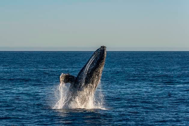 Mexico, Baja California, Humpback whale (Megaptera Novaeangliae) breaching in Sea Of Cortes, TOVF00342