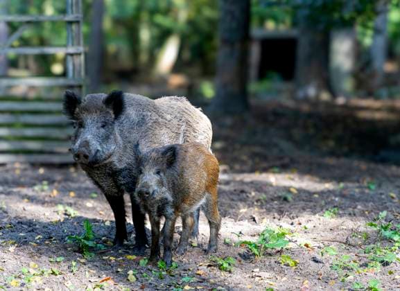 Wildschweine in einem Gehege im Tegeler Forst, Berlin, Deutschland *** Wild boars in a Enclosure at Tegeler Forest, Berlin, Germany 1020922796