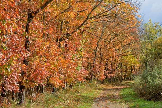 Roteiche (Quercus rubra) mit Herbstfärbung am Wegesrand, Mosel, Rheinland-Pfalz, Deutschland, Europa *** Red oak Quercus Rubra with Autumn colouring on Wayside, Moselle, Rhineland Palatinate, Germany, Europe Copyright: imageBROKER Frederik ibxrba09756970.jpg
