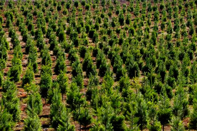 Aerial view over a Christmas tree farm, field of pine trees with gree growth. United States, Oregon DR_MINT20150121-74093-01