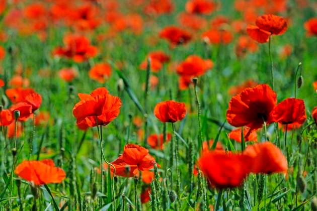  Klatschmohn (Papaver rhoeas) auf enem Weizenfeld im Gegenlicht, Brandenburg, Deutschland, Europa *** Corn poppy Papaver rhoeas at enem Wheat field at Backlight, Brandenburg, Germany, Europe Copyright: imageBROKER/IngoxSchulz iblisb09762800.jpg