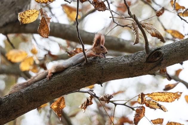 RUSSIA, SIMFEROPOL - OCTOBER 25, 2023: A squirrel with a nut climbs a tree in Yuri Gagarin Park in autumn. Sergei Malgavko TASS  63878836
