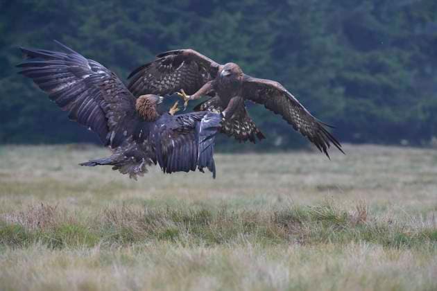 Steinadler Steinadler Copyright: xZoonar.com SiegmarxTyllaxSiegmarxTyllax 10513005