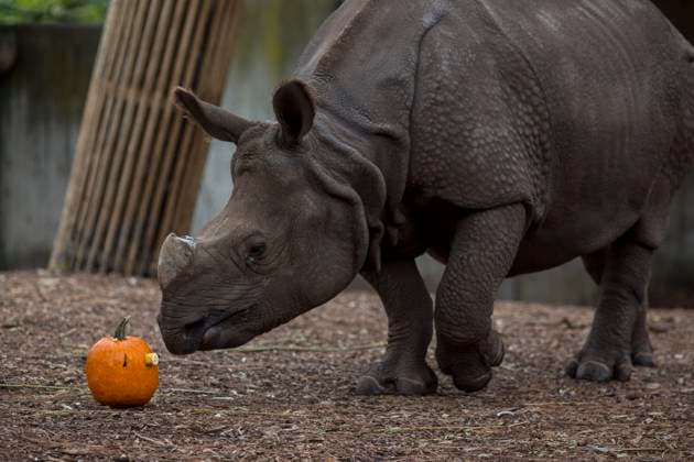 Entertainment Themen der Woche KW43 October 26, 2023, Madrid, Madrid, Spain: SANADA the Indian rhino approaches a pumpkin with fruits, to celebrate next Halloween at the Madrid Zoo. Madrid Spain - ZUMAs296 20231026_znp_s296_007 Copyright: xLuisxSotox