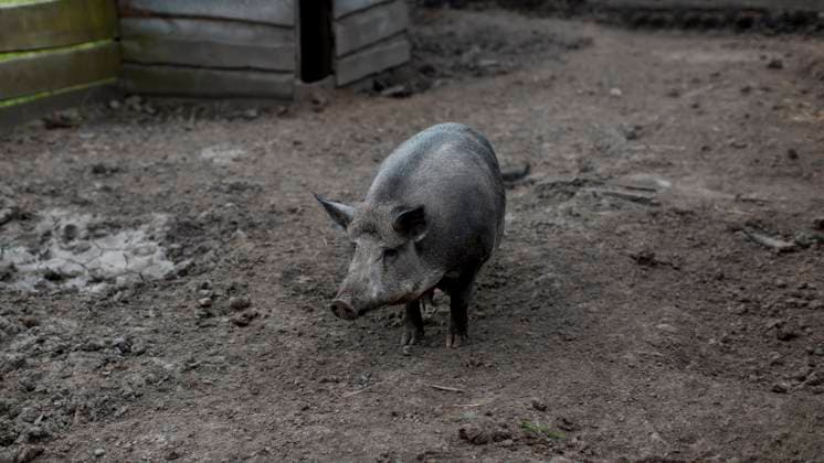  Schweinefarm *** Pig farm Copyright: imageBROKER/OleksandrxLatkun ibxole09760316.jpg