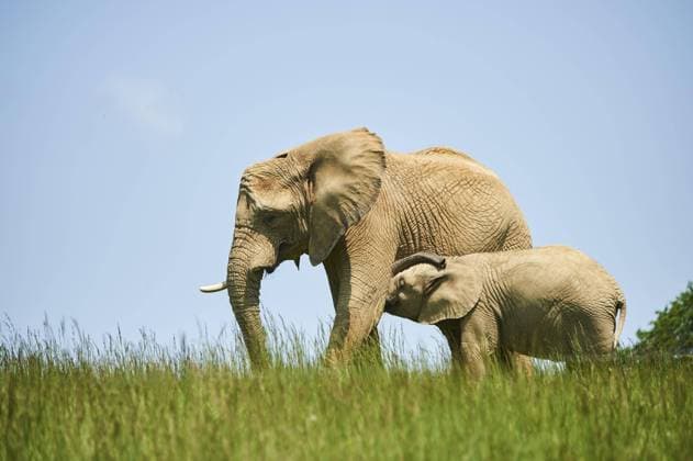  Afrikanischer Elefant (Loxodonta africana), Mutter mit Kalb (Jungtier) auf einer Wiese stehend, captive, Vertrieb Afrika *** African Elephant Loxodonta africana , Mother with Kalb Kitten at a Meadow standing, captive, Distribution Africa Copyright: imageBROKER/Davidx&xMichaxSheldon ibxshe09765521.jpg