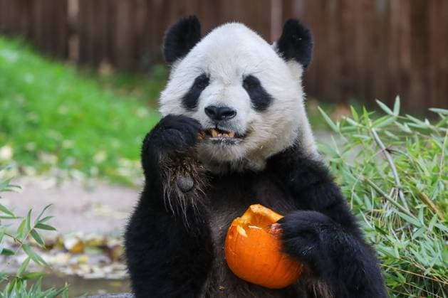 October 26, 2023, Madrid, Spain: Bing Xing the panda bear eats a pumpkin with honey and apples, to celebrate next Halloween at the Madrid zoo. Madrid Spain - ZUMAs197 20231026_aaa_s197_433 Copyright: xDavidxCanalesx