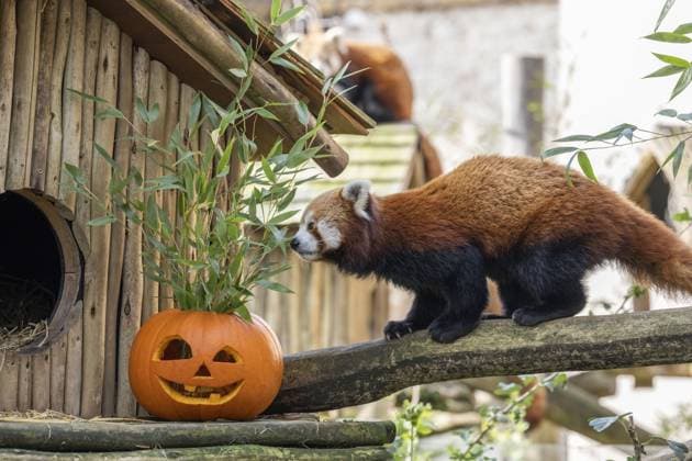 **VIDEO AVAILABLE. CONTACT INFO@COVERMG.COM TO RECEIVE.** Baby animals at a UK zoo have been enjoying their first pumpkin treats ahead of Halloween. There were mixed reactions to the large, seasonal fruits as Sumatran tiger cub, Lestari, red panda cub, Lushan and meerkat pup, Lily, tucked in at West Midland Safari Park. Lushan and Lestari seemed to be very wary to start with, approaching the pumpkins with extreme caution and then retreating hastily, leaving their mothers to enjoy them instead. Lily the meerkat pup however, had her paws straight on the prize, led by the rest of the mob, who were very excited to see this novel form of enrichment and frantically started to scratch and nibble at the tasty, orange flesh. Katie McDonald, Res Copyright: xMATTHEWxLISSIMOREx 53160308