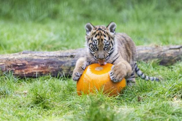 **VIDEO AVAILABLE. CONTACT INFO@COVERMG.COM TO RECEIVE.** Baby animals at a UK zoo have been enjoying their first pumpkin treats ahead of Halloween. There were mixed reactions to the large, seasonal fruits as Sumatran tiger cub, Lestari, red panda cub, Lushan and meerkat pup, Lily, tucked in at West Midland Safari Park. Lushan and Lestari seemed to be very wary to start with, approaching the pumpkins with extreme caution and then retreating hastily, leaving their mothers to enjoy them instead. Lily the meerkat pup however, had her paws straight on the prize, led by the rest of the mob, who were very excited to see this novel form of enrichment and frantically started to scratch and nibble at the tasty, orange flesh. Katie McDonald, Res Copyright: xMATTHEWxLISSIMOREx 53160312