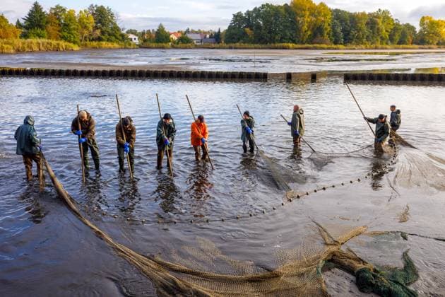 News Themen der Woche KW43 News Bilder des Tages Traditionelles Abfischen der Peitzer Teiche DEU Deutschland Brandenburg Peitz, 28.10.2023, Grosser Fischzug am Haelterteich (Peitzer Teiche) in Peitz in der brandenburgischen Lausitz, beim traditionellen Abfischen durch die Peitzer Fischer werden in einem zweitaegigen Schaufischen regionale Fische wie Karpfen, Schleie, Wels, Hecht und Barsch aus den Fischzuchtteichen gefangen. Der Peitzer Karpfen ist ueber die Region hinaus bekannt und inbesondere zu Weihnachten und Silvester ein beliebter Speisefisch. *** Traditional Abfischen of the Peitzer ponds DEU Germany Brandenburg Peitz, 28 10 2023, large fish procession at the Haelterteich Peitzer ponds in Peitz in the Brandenburg Lausitz, at the traditional Abfischen by the Peitzer fishermen are c AF_Peitz_65251