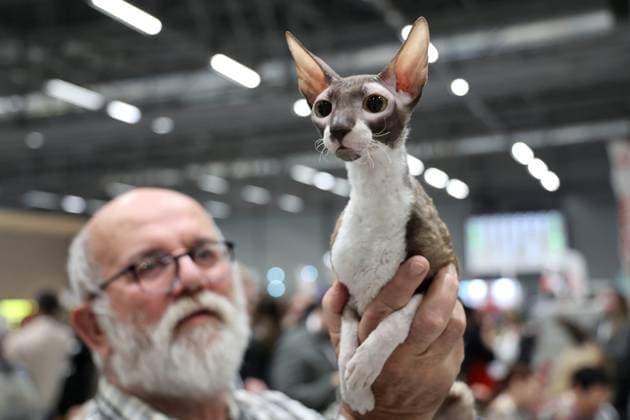 Entertainment Themen der Woche KW43 Entertainment Bilder des Tages CONCOURS MONDIAL DU CHAT PHOTOPQR L ALSACE Jean-Marc LOOS ; Strasbourg ; 28 10 2023 ; Un chat Sphynx présenté lors de la Mondiale du chat ou World show du chat organisé par la Fédération Féline Française (FFE) à Strasbourg le 28 octobre 2023. Strasbourg; 10 28 2023; A Sphynx cat presented during the Mondiale du chat or World cat show organized by the Fédération Féline Française (FFE) in Strasbourg on October 28, 2023. Strasbourg Bas-Rhin Alsace France  Copyright: xPHOTOPQR L ALSACE MAXPPPxJean-MarcxLOOSx 20231028ALS1351 20231028ALS1351