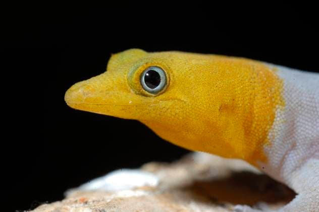 BARBOUR S LEAST GECKO Barbour s Least Gecko Male. Sphaerodactylus torrei. Cuba., Credit:Daniel Heuclin Avalon  Copyright: xDanielxHeuclinx xAvalonx 0506698366