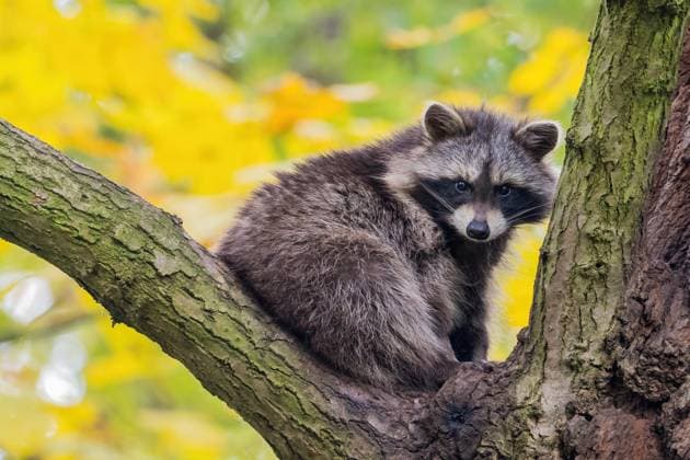 Waschbär (Procyon lotor), Jungtier sitzt auf dem Ast einer Eiche, Hessen, Deutschland, Europa *** Raccoon Procyon lotor , Kitten sits at the Ast a Oak, Hesse, Germany, Europe Copyright: imageBROKER WilfriedxMartin ibxwma09765958.jpg