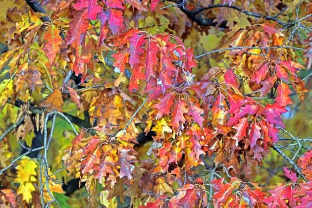 Laubbäume aus Nordamerika Das Herbstlaub der Rot-Eiche aus Nordamerika *** Deciduous trees from North America The autumn foliage of the red oak from North America