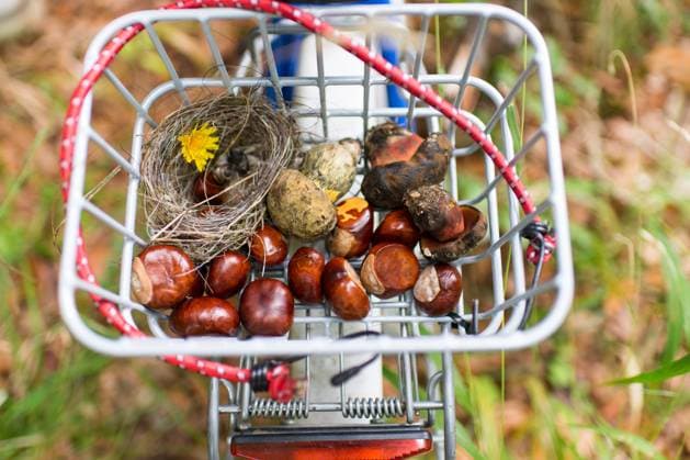 Körbchen auf Kinderfahrrad mit Kastanien im Herbst Körbchen auf Kinderfahrrad mit Kastanien im Herbst mit Vogelnest, Pilzen und Blume Detail of the thinks a child collected in autumn in its bicycle basket Copyright: xZoonar.com AndreasxAltenburgerx 6866099