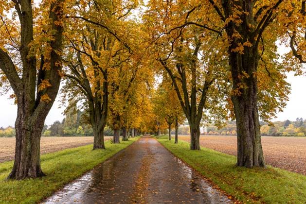 Regenwetter in Hessen Bei Regen zeigt sich die Tannenwaldallee mit den herbstlich verfärbten Kastanienbäumen trüb und nass., Bad Homburg Hessen Deutschland
