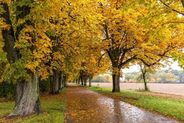 Regenwetter in Hessen Bei Regen zeigt sich die Tannenwaldallee mit den herbstlich verfärbten Kastanienbäumen trüb und nass., Bad Homburg Hessen Deutschland *** Rainy weather in Hesse When it rains, the fir forest avenue with the autumnal colored chestnut trees appears dull and wet , Bad Homburg Hesse Germany