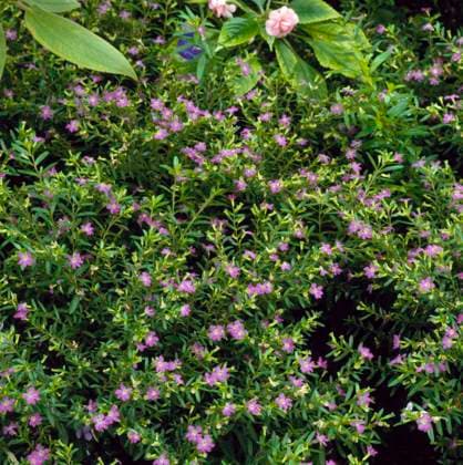 Cuphea hyssopifolia AGM False Heather , Credit:Michael Warren Avalon  Copyright: xMichaelxWarrenx xAvalonx 0507012467