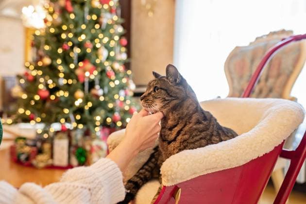 Tiger cat being pet amid a Christmas tree in the background Naugatuck, Connecticut, United States R_ASOG231027-1272171-01 ,model released, Symbolfoto ,property released