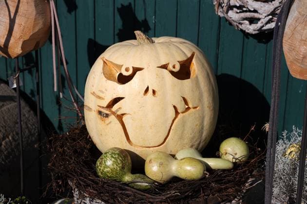 30.10.2023, Deutschland, NRW, Jahreszeiten, Herbst, Lebensmittel, Ein Kürbis mit einem geschnitzten Gesicht, Kürbisse, Halloween, schnitzen NRW Deutschland *** 30 10 2023, Germany, NRW, seasons, autumn, food, A pumpkin with a carved face, pumpkins, Halloween, carve NRW Germany Copyright: xD.xKerlekin SnowfieldxPhotographyx SF301023KuerbisD1