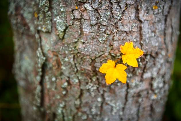 News Themen der Woche KW44 News Bilder des Tages Herbstlich gefÃ¤rbte AhornblÃ¤tter an einem Baumstamm *** Autumn colored maple leaves on a tree trunk ** NUR FUER REDAKTIONELLE ZWECKE ** EDITORIAL USE ONLY **